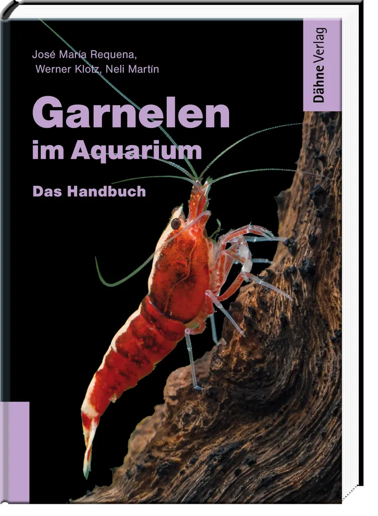 Crevettes nettoyeuses d'algues pour aquarium avec coloration intense