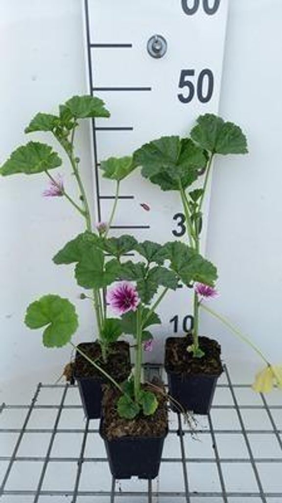 6 x Malva sylv. 'Zebrina' - Malve - Topf 9 x 9 cm