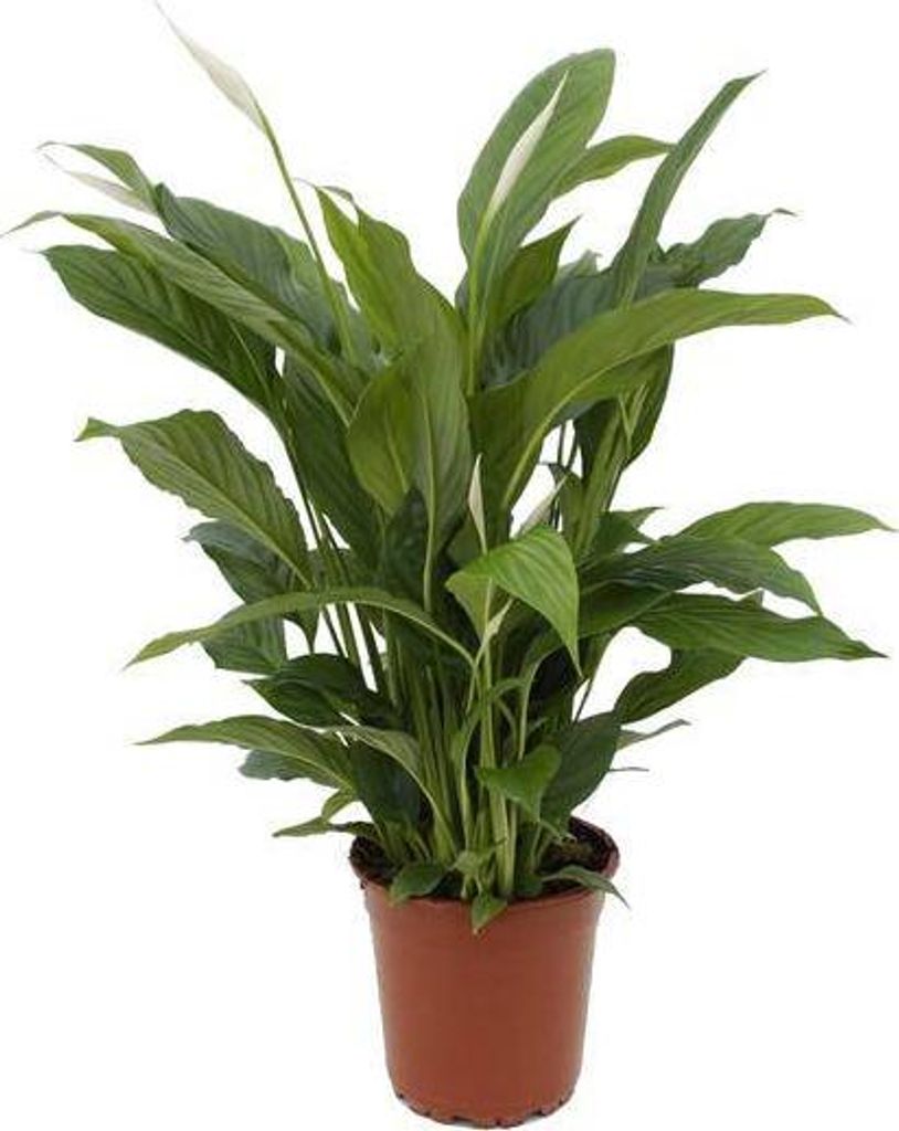 Einblatt Spathiphyllum Torelli Friedenslilie Zimmerpflanze 65cm Ø17cm Deko