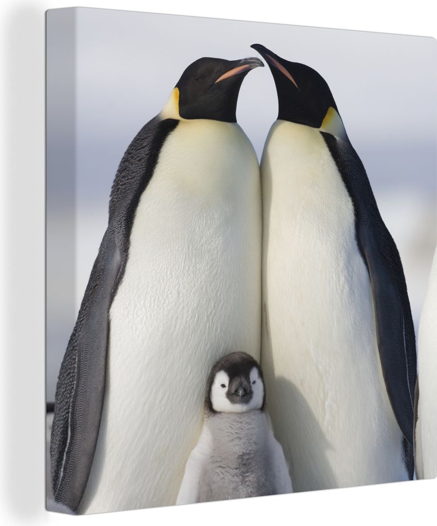 MuchoWow - Leinwandbilder - Pinguin - Familie - Schnee, Wandbild, Wanddeko Bilder Wohnzimmer, 50x50 cm