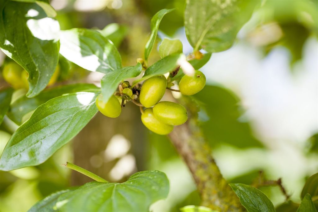 Cornus mas 'Jolico', Kornelkirsche, gelbe Blüten, 80–100 cm