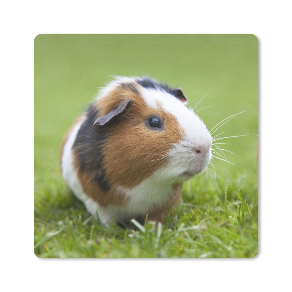 MuchoWow Mauspad Mousepad Zwei Meerschweinchen 30x30 cm - Mousepads - Maus Mat - Pad - Mausunterlage - Gaming