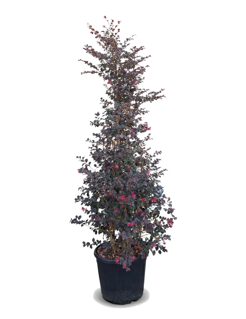 Arbuste persistant 200cm pour ombrager une terrasse ou un grand jardin