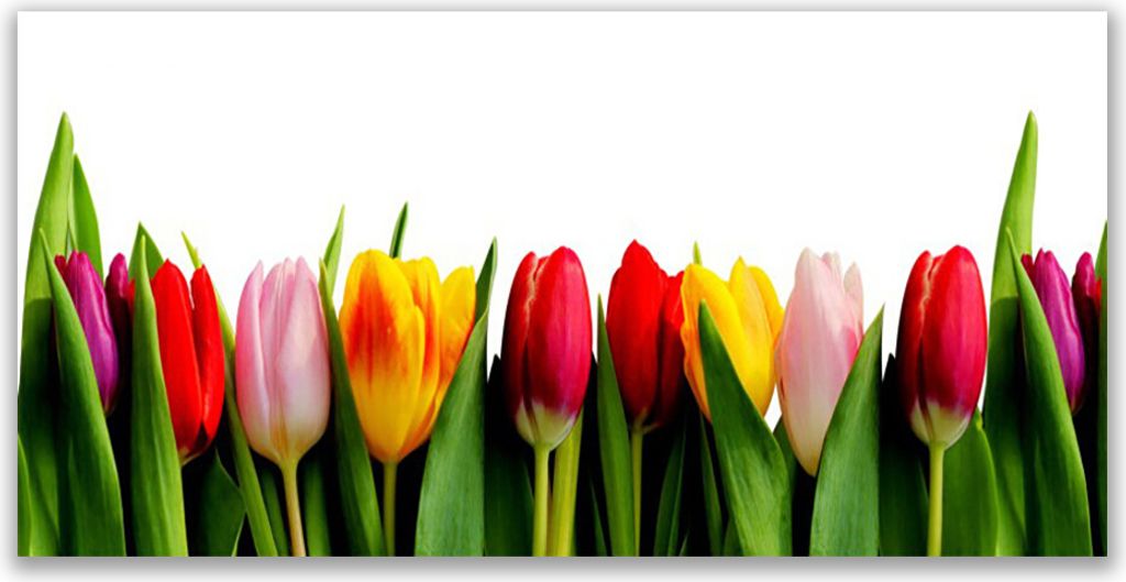 Küchenrückwand aus Glas 120x60cm Spritzschutz Tulpen Pflanzen