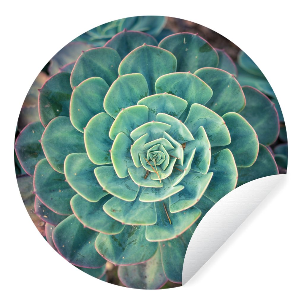 MuchoWow Runde Wandtattoo - Wandsticker Tapete Aufkleber Eine Echeveria-Sukkulente von oben Ø 30 cm Selbstklebend und Repositionierbar - Wandauf...