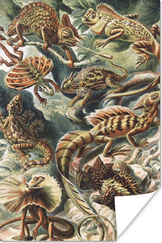 MuchoWow Poster Jahrgang - Kunst - Ernst Haeckel - Salamander - Tiere 60x90 cm - Wanddekoration