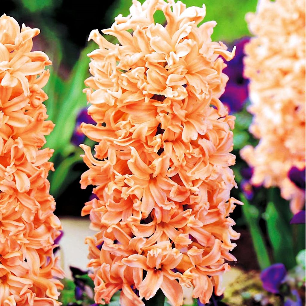 Bulbi di giacinto Bulbi di fiori Hyacinthus Gipsy Queen 3 Immagine del prodotto 