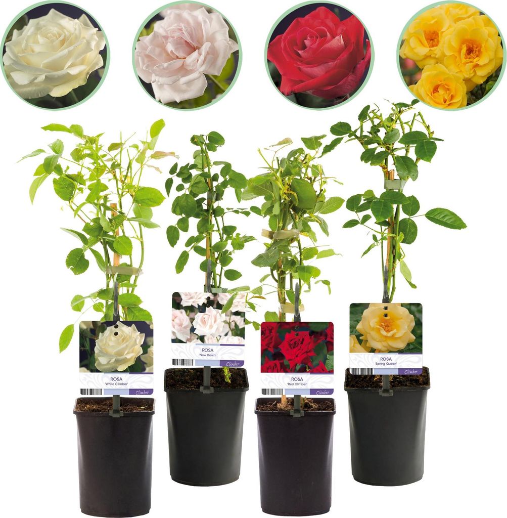 GreenboutiQ - Kletterrose - Rosa Rainbow - Blumen Rosa Weiß Gelb Rot - Wenig Pflege - 4 Pflanzen - Topf 11cm Höhe 40cm