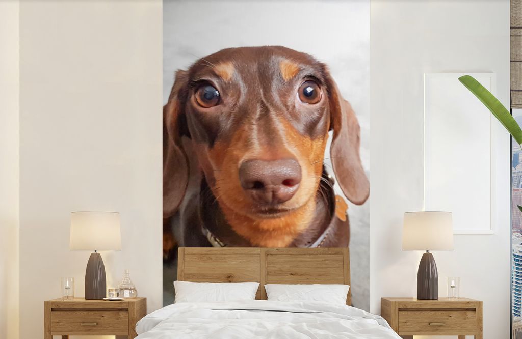 MuchoWow Fototapete für Wohnzimmer oder Schlafzimmer Wandtapete Vinyl Motivtapete Nahaufnahme des Kopfes eines Dackels - 120x240 cm - Hintergrun...
