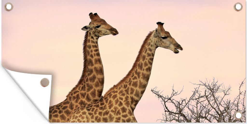 MuchoWow 60x30 cm Outdoor-Poster Gartendeko Sichtschutz Garten Poster für den Garten Giraffen - Himmel - Landschaft