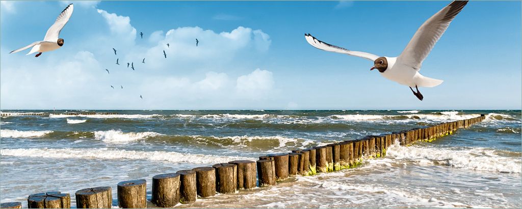 Wallario selbstklebendes Poster - Fliegende Möwe am Strand, Größe: 50 x 125 cm