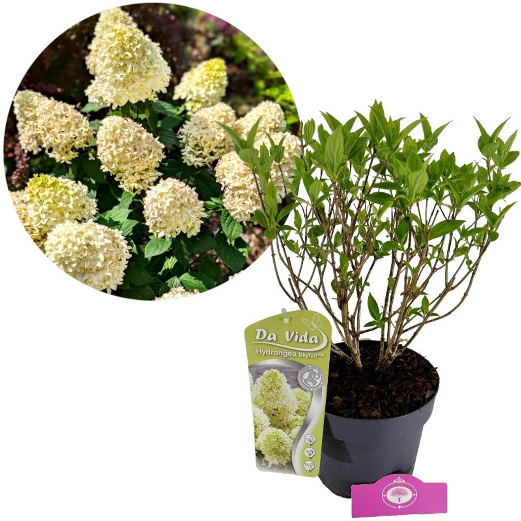 Hydrangea paniculata 'Skyfall', Rispenhortensie, 3 Liter Immagine del prodotto 