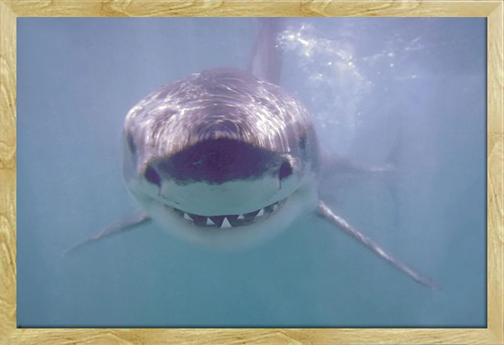 Poster Requin Blanc pour Décoration Bureau avec Cadre Bois Hêtre 61x91 cm