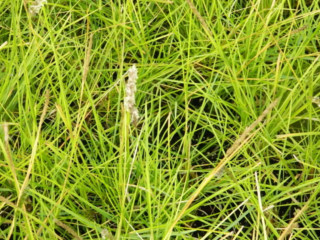 Herbe bleue Sesleria autumnalis : 6 plants robustes au feuillage dense
