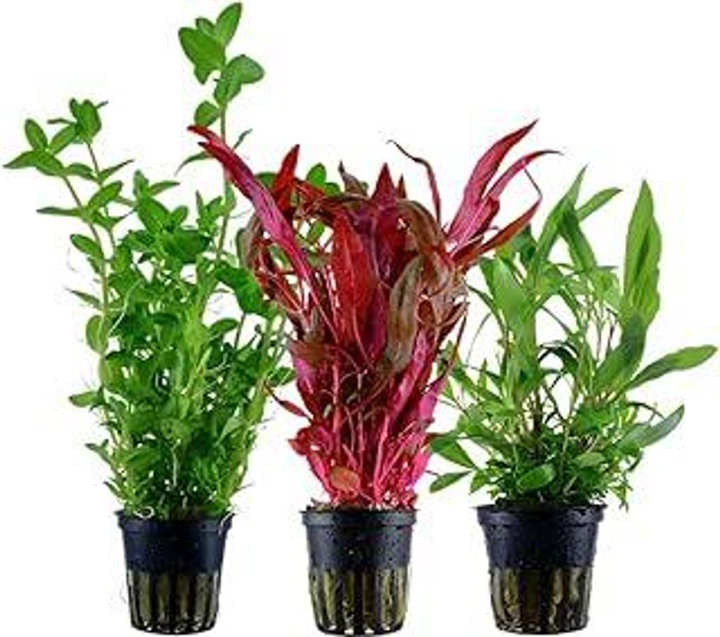 AquaOne Aquarium Pflanzen I 3X Wasserpflanzen I Hintergrund Aquarienpflanzen I Alternanthera Hygrophila Bacopa I Set mit 3 Hintergrundpflanzen