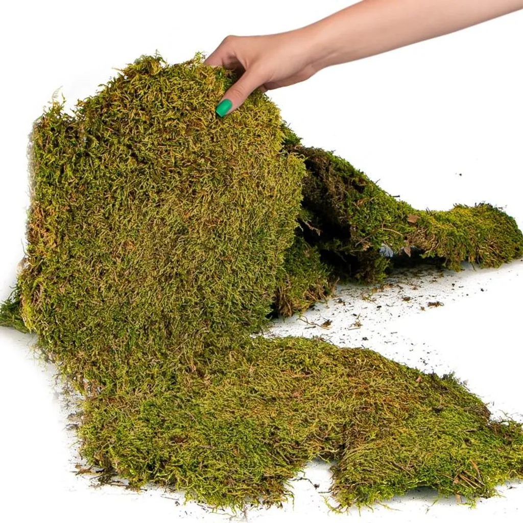 Tapis mousse naturelle 35x28cm Terrario Shadow Forest haute densité - 13