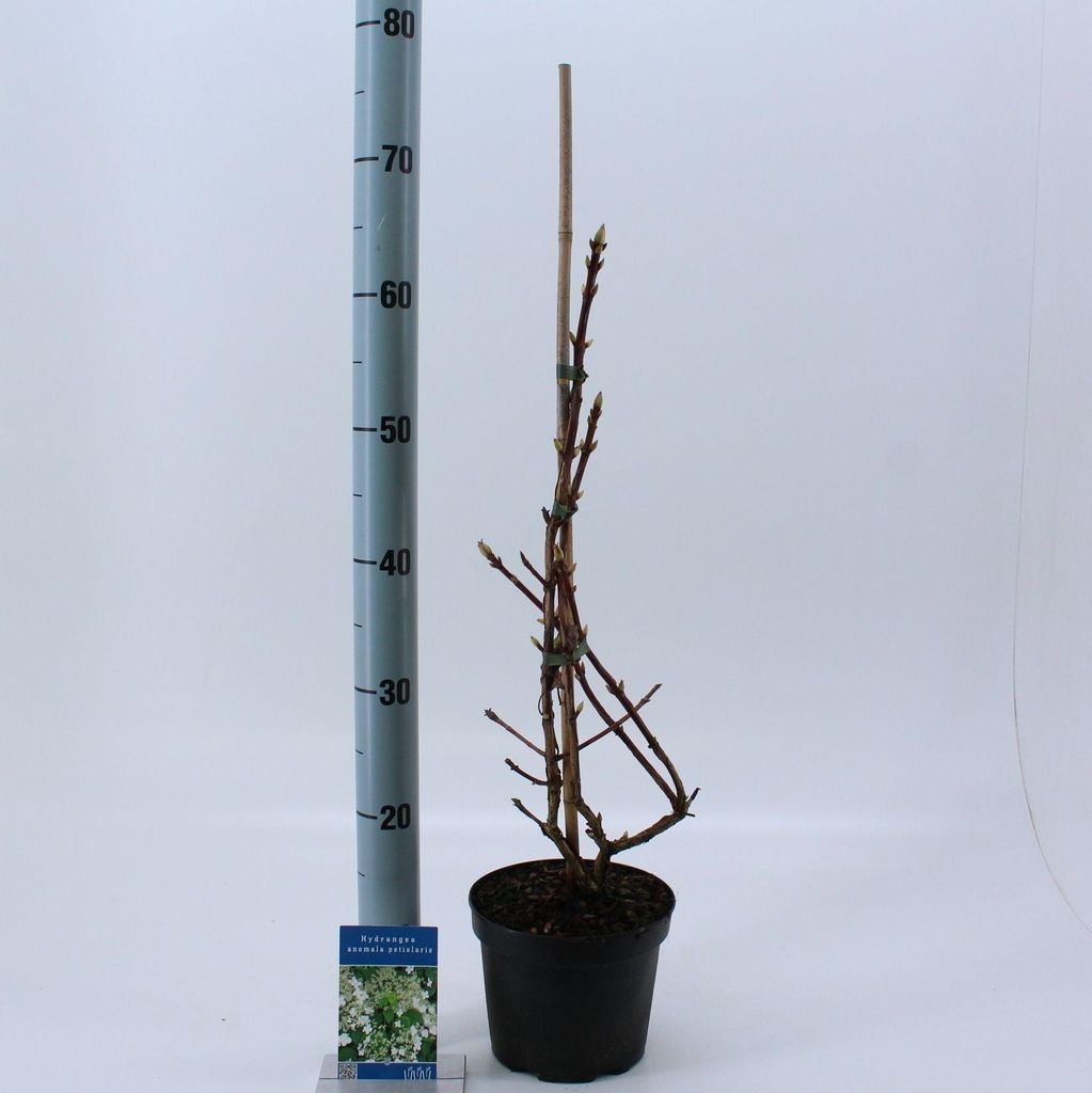 Hydrangea anomala petiolaris - Hortensie | 40 cm im Topf