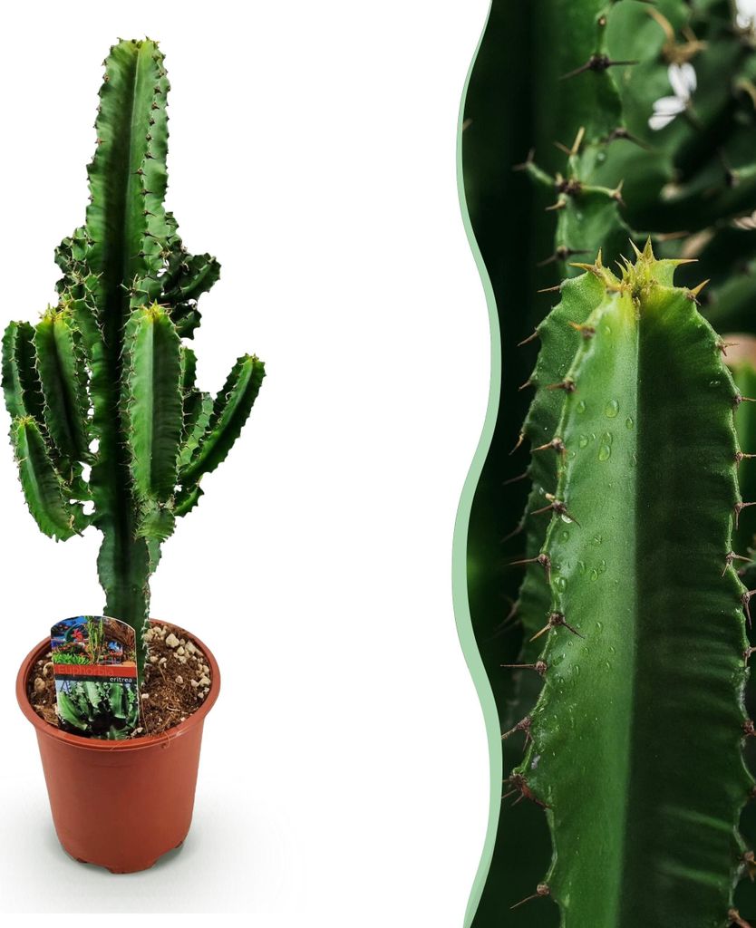 Green boutiQ - Zimmerpflanze - Euphorbia eritrea - Afrikanischer Milchbaum - Kaktus für drinnen - 1 Pflanze - Topf 17cm - Höhe 60cm