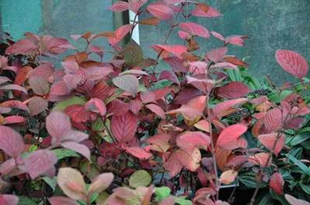 Viburnum Boule de neige à floraison blanche - Plant 40-60 cm vigoureux - 2