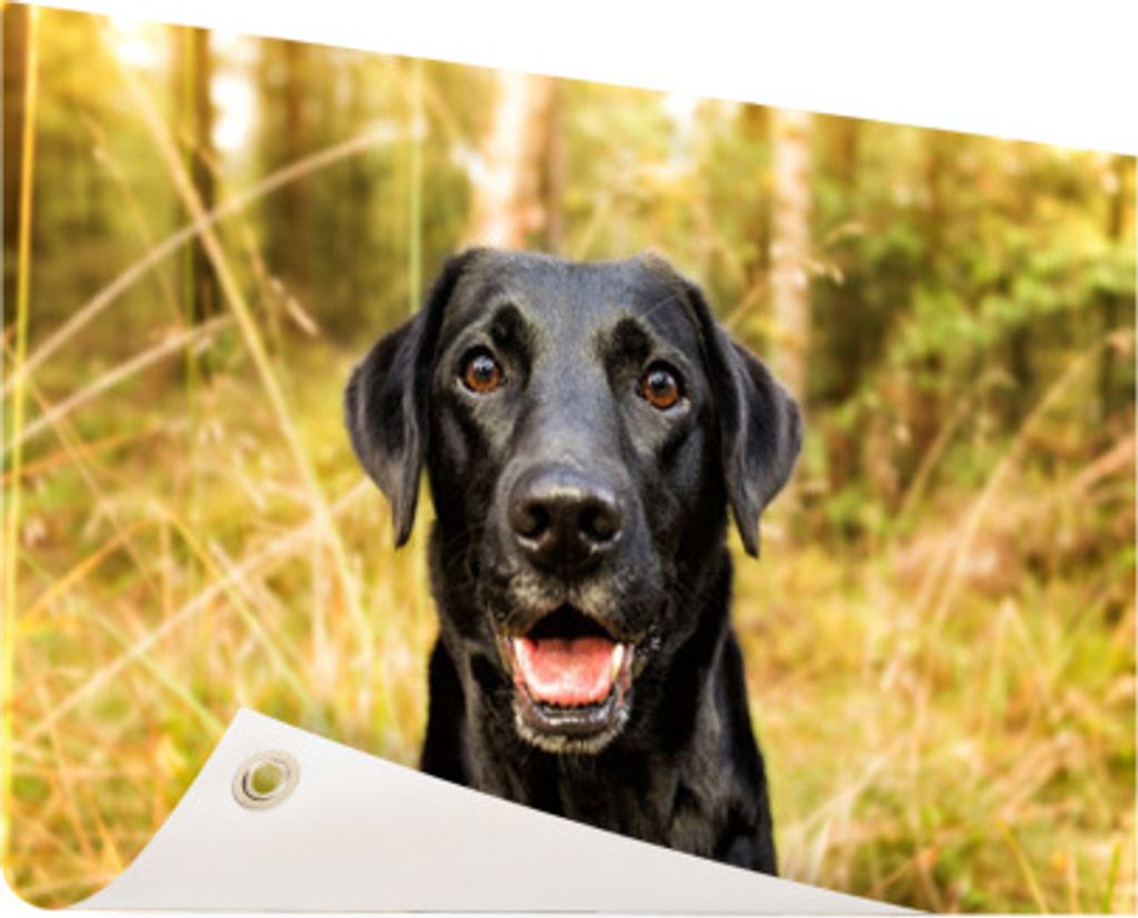 Gartenposter - 60x40 cm - Glücklicher schwarzer Hund - Modernes Wandbilder - HausTierposter