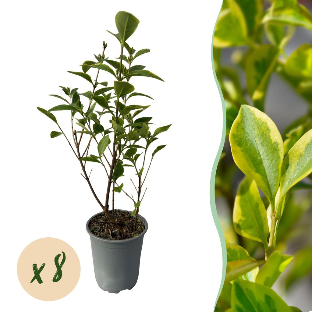 GreenboutiQ - Heckenpflanzen - Ligustrum ovalifolium Aureum - Blätter gelb grün - 8 Pflanzen - 1 laufender Meter - immergrün - Topf 9cm Höhe 35...