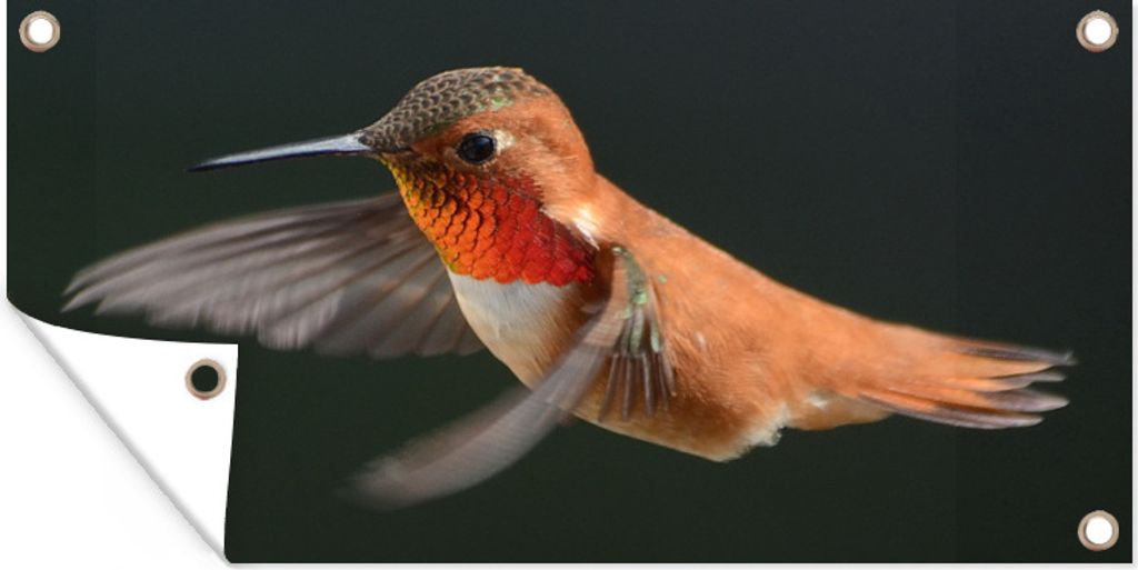 MuchoWow 160x80 cm Outdoor-Poster Gartendeko Sichtschutz Garten Poster für den Garten Kolibri - Federn - Schwarz