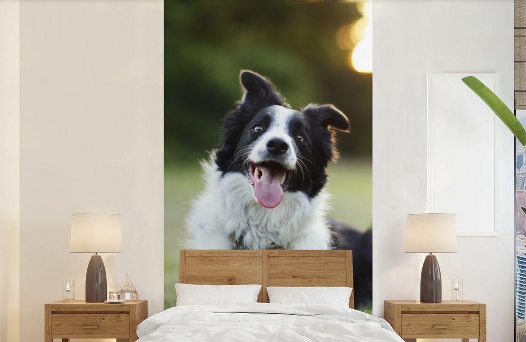 MuchoWow Fototapete für Wohnzimmer oder Schlafzimmer Wandtapete Vinyl Motivtapete Ein glücklicher Border Collie, dem die Zunge aus dem Maul hä...