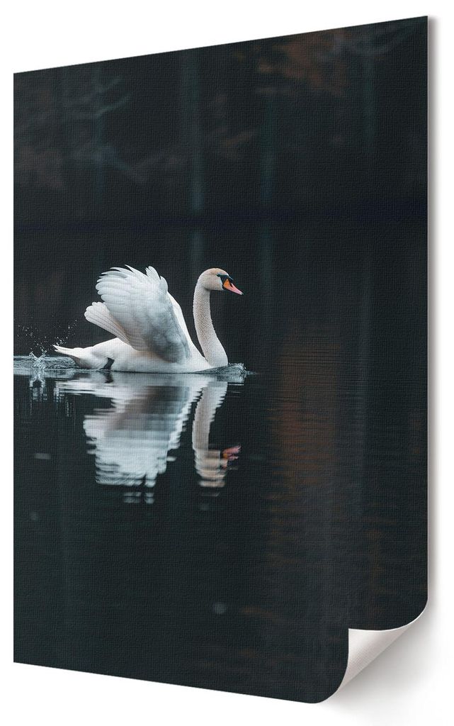 Schwan im Wasser- Kunstdruck A3 (29x42 cm) - Klassisch, romantisch- Wandbild für Wohnzimmer Schlafzimmer & Flur, Modernes Poster Wanddeko, Ungerahmt