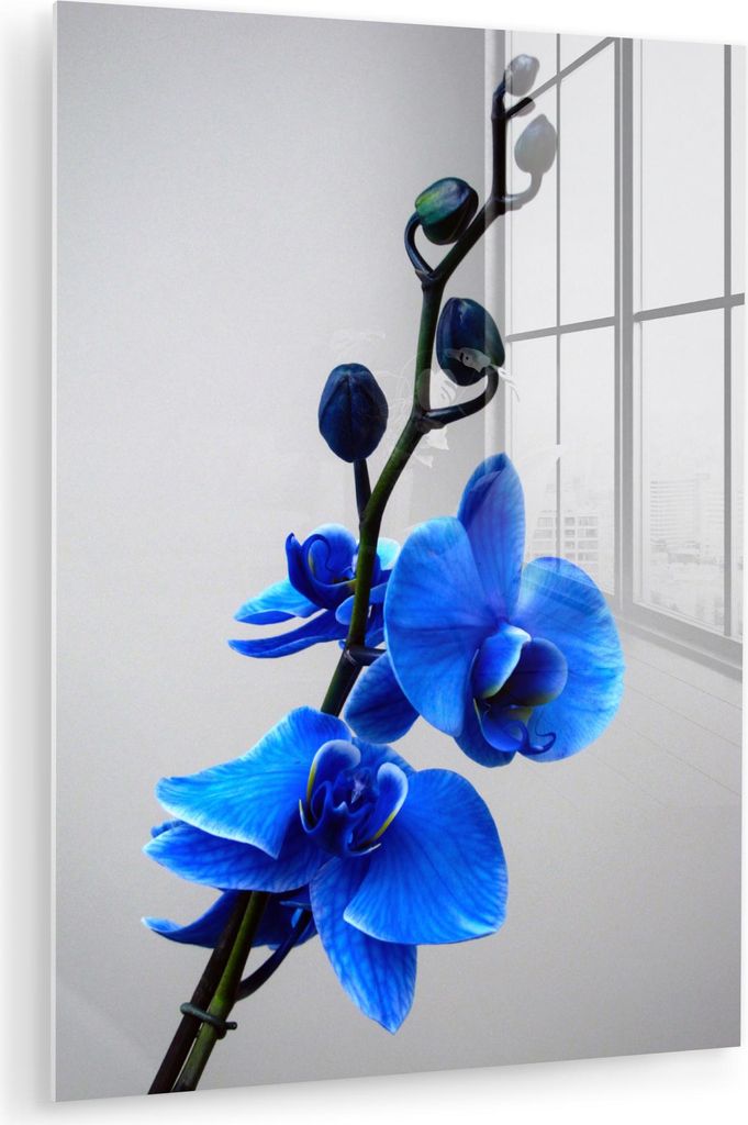 MuchoWow Glasbilder - Bilder auf Wandbild - Foto auf Glas Blaue Orchidee 60x80 cm Wanddekoration aus Glas - Acrylglasbild - Acrylbilder - Foto