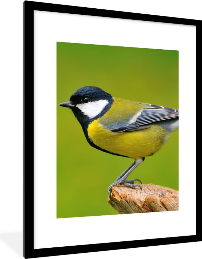 MuchoWow Gerahmtes Poster Vogel - Kohlmeise - Tiere - Grün 60x80 cm - Poster mit Schwarzem Bilderrahmen Wandposter Rahmen Foto Bilder - Wohnzimm...