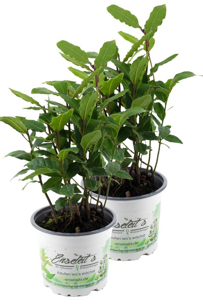 Enseleits 2er Set Lorbeer Pflanze , Gewürzlorbeer aus Produktbild 