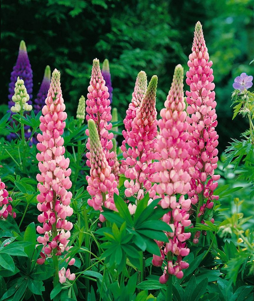 Lupinus polyphyllus 'Schlossfrau', Lupine, rosa, ca. 11x11 cm Topf