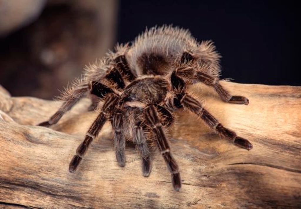 3 D Ansichtskarte Vogelspinne, Postkarte Wackelkarte Produktbild 