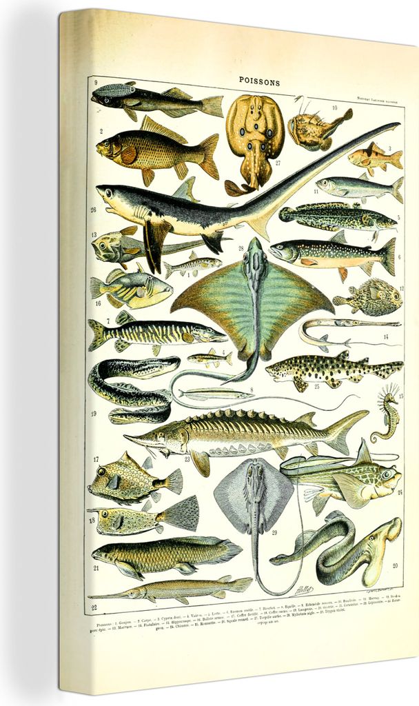 OneMillionCanvasses - Leinwandbilder - 90x140 cm, Fische - Meerestiere - Tiere, Wandbilder Kunstdruck Wanddekoration - Foto auf Leinwand - Gemäl...