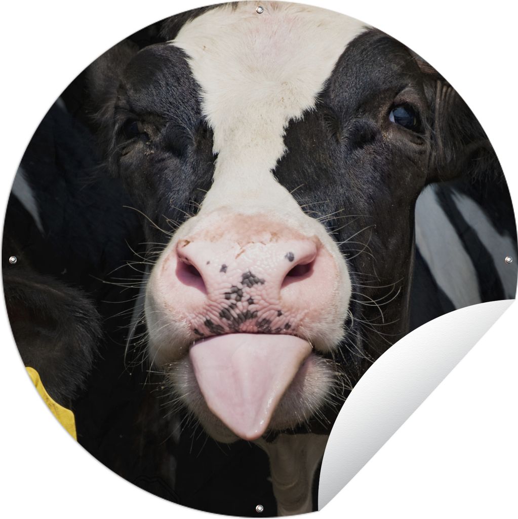 MuchoWow Gartenposter Outdoor-Poster Rund Kuh - Licht - Porträt Ø 90 cm Gartendeko Rundes Poster draußen