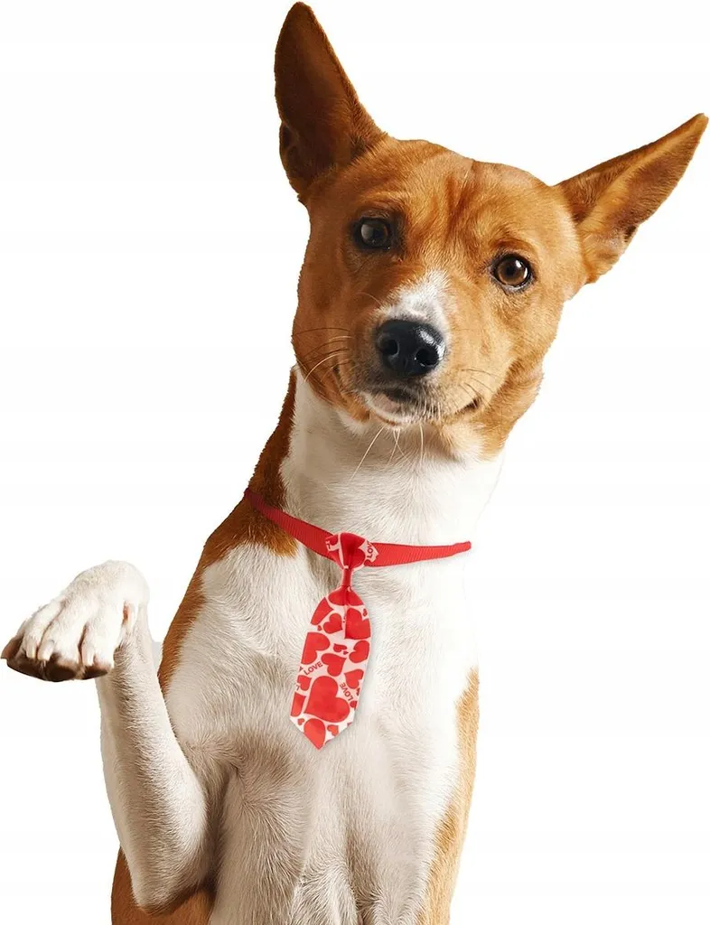 Cravatta Divertente per Cani e Gatti - Regalo Originale per Pet - 2