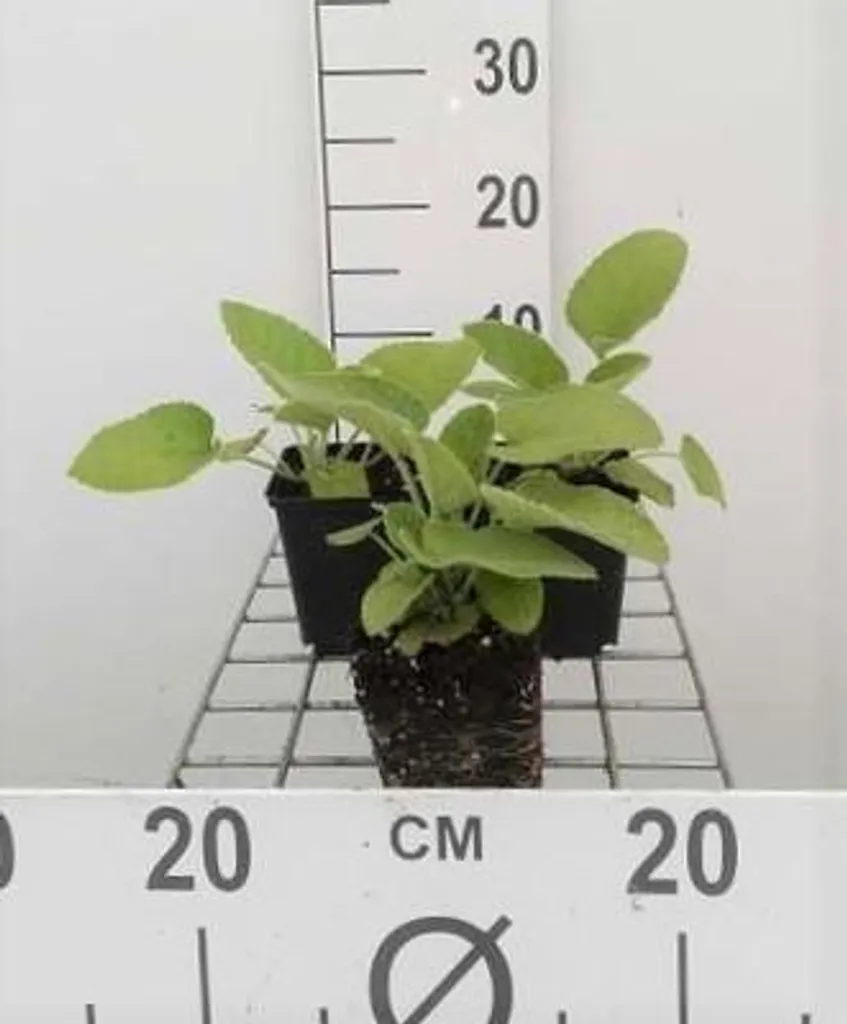 Phlomis russeliana Herbe brûlée - Solution Anti Mauvaises Herbes 6x