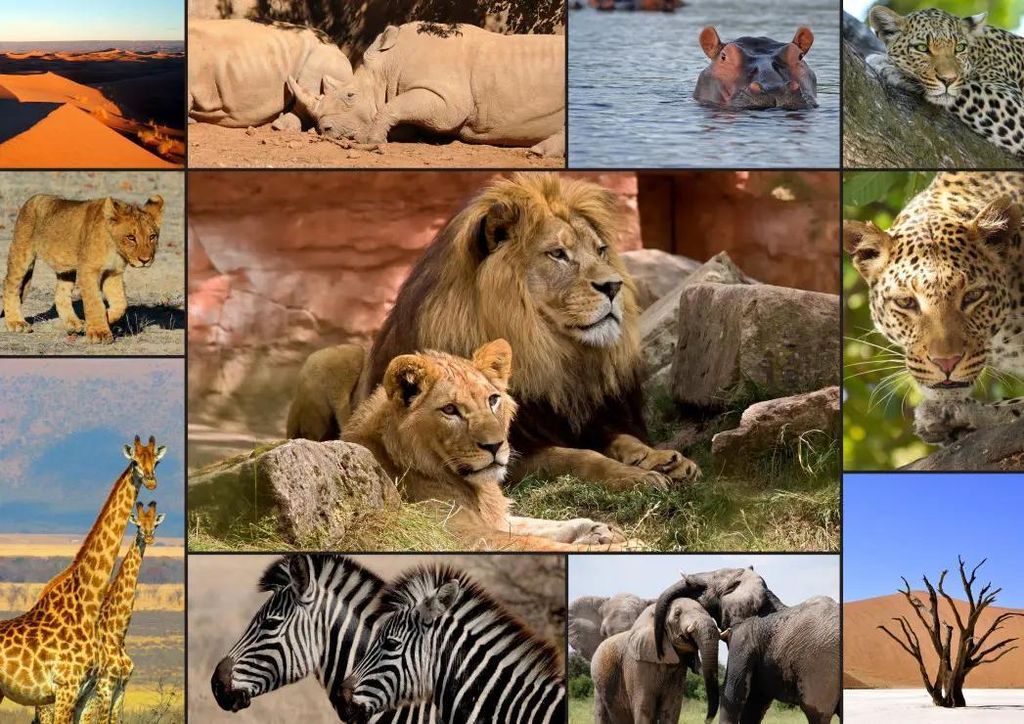 Grafika Puzzle Collage - Wildlife - 1500 Teile Jigsaw