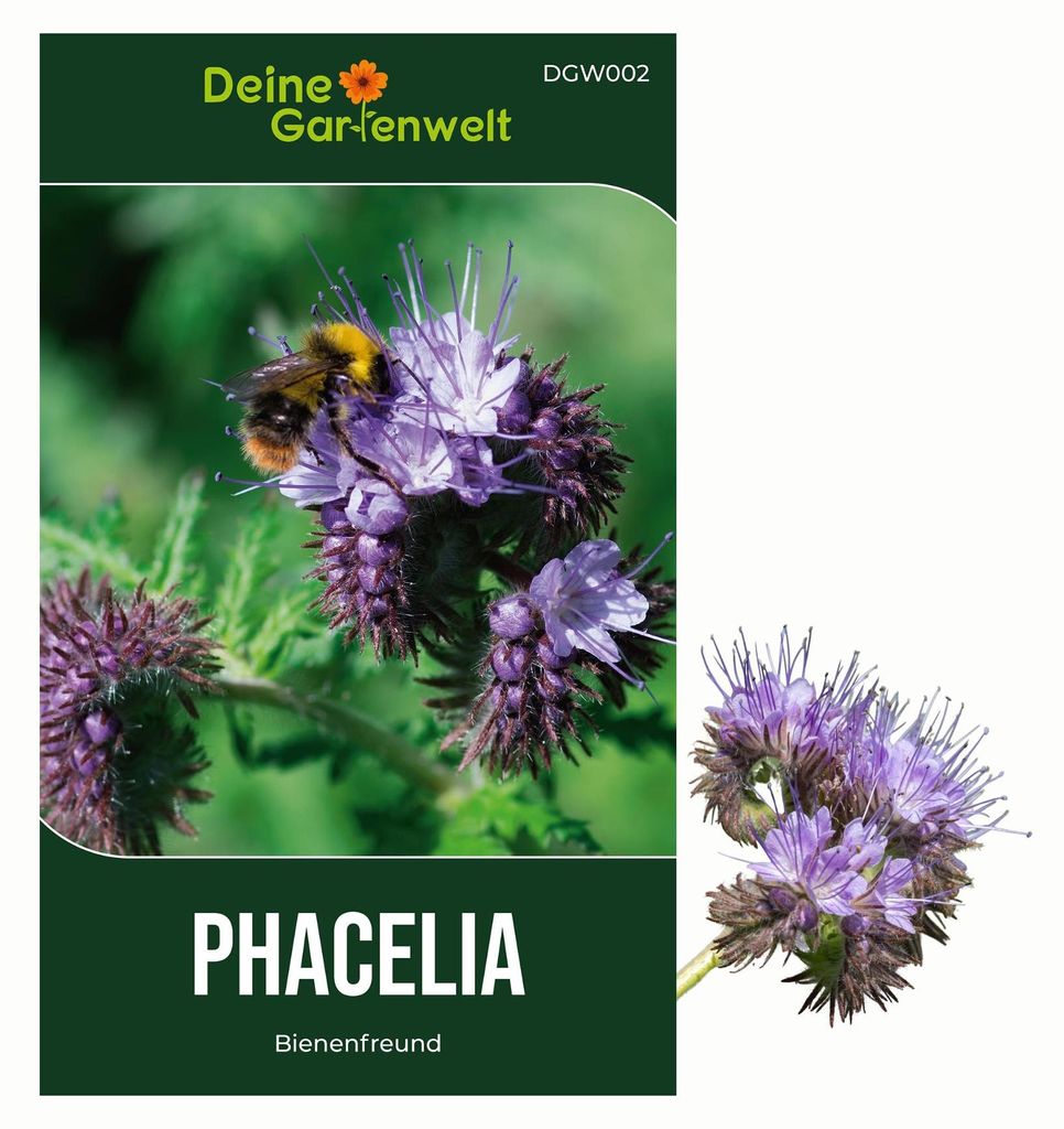 Phacelia Bienenfreund Samen 3 g - Phacelia tanacetifolia - Produktbild 