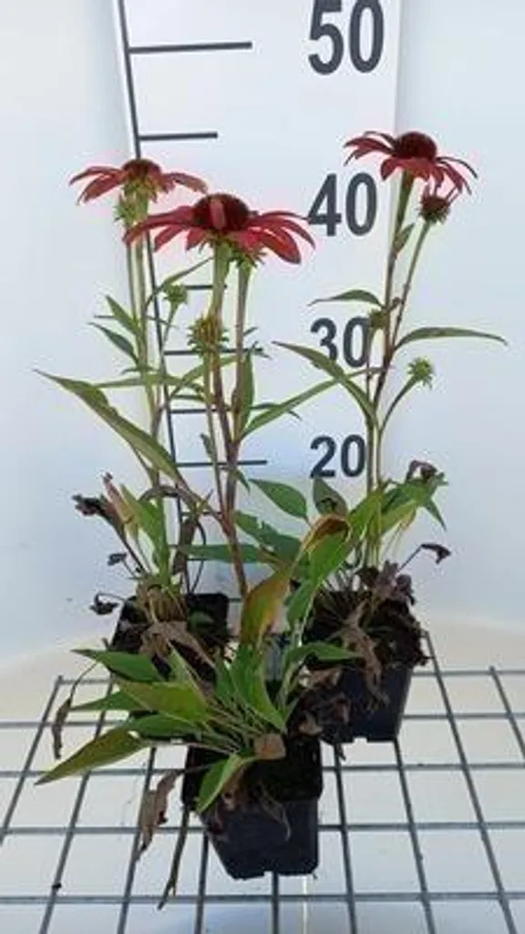 Fleurir un Jardin Ensoleillé avec 6 Echinacea Sunseekers Coral 9cm