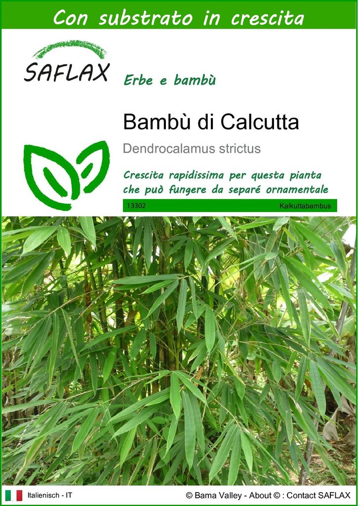 SAFLAX  - Bambù di Calcutta - 50 semi - Con substrato - Immagine del prodotto 