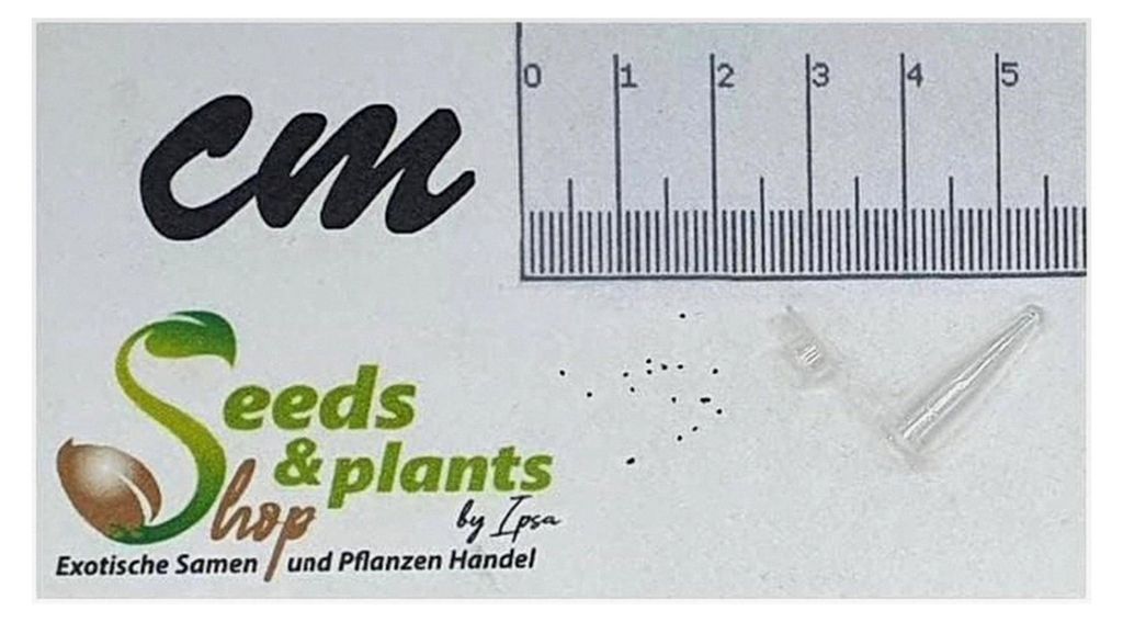 10 Stück Piper peltatum Strauch Garten Pflanzen - Samen
