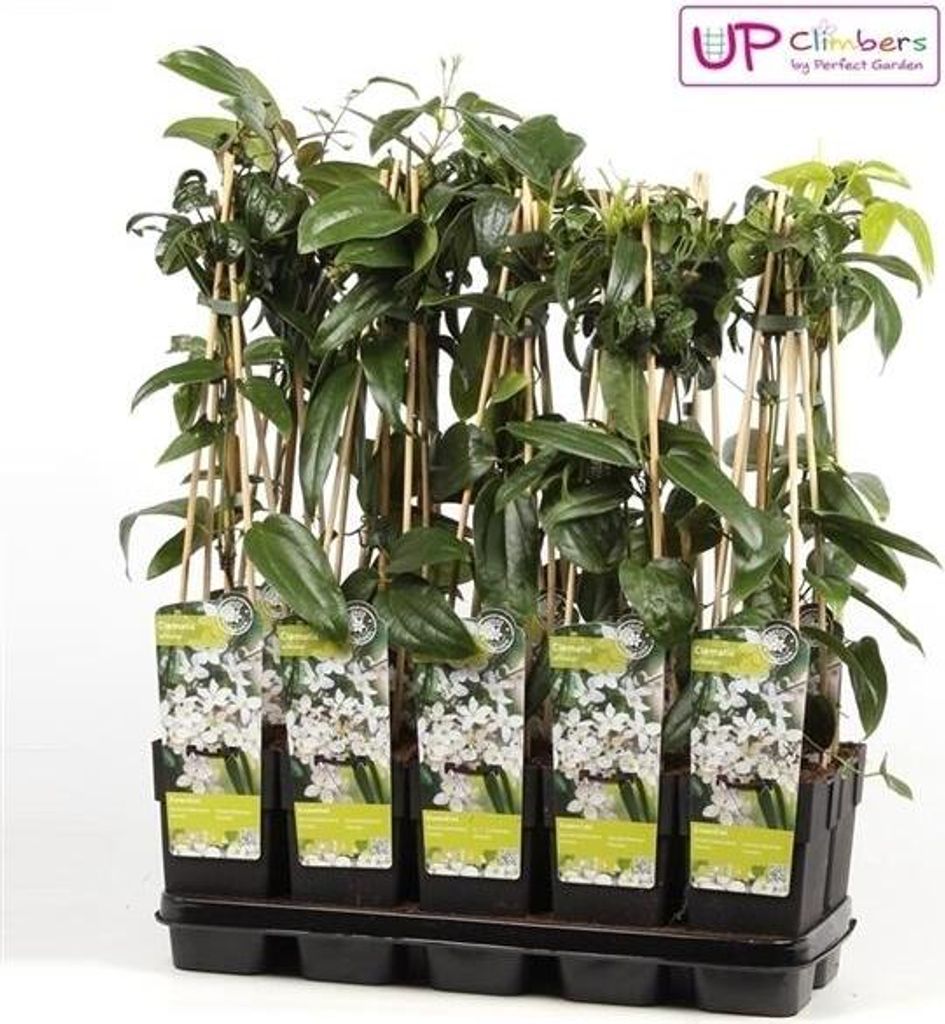 Clematis armandii Immagine del prodotto 