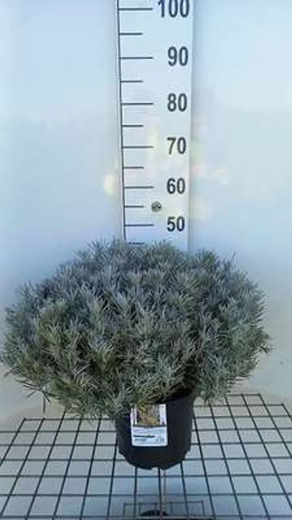 Plante aromatique Immortelle Helichrysum Italicum Serotinum Pot de 5cm