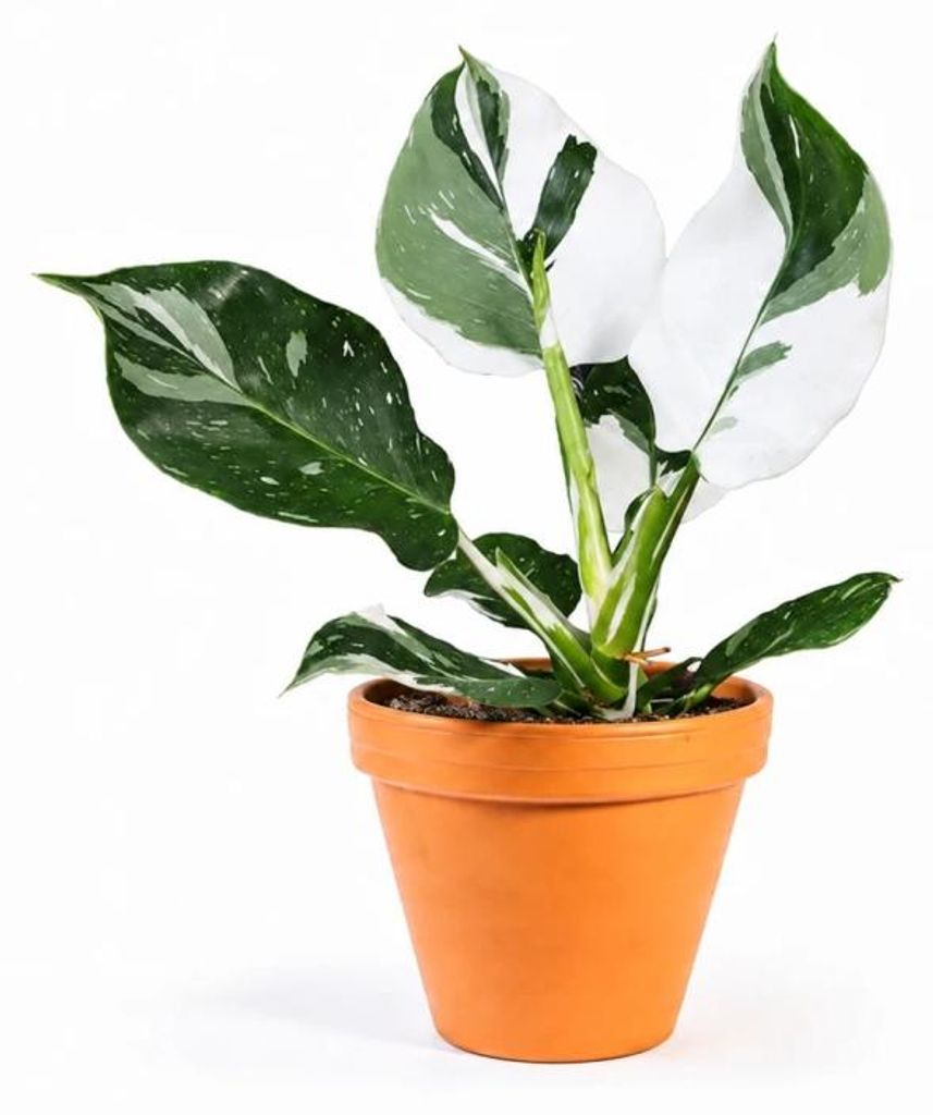 Gardners Philodendron White Wizard, Durchmesser 12 cm Produktbild 