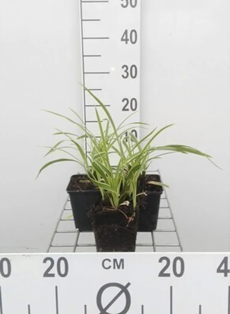 Plante Couvre-sol Carex Ice Dance - Lot de 6 Laîches du Japon Deco