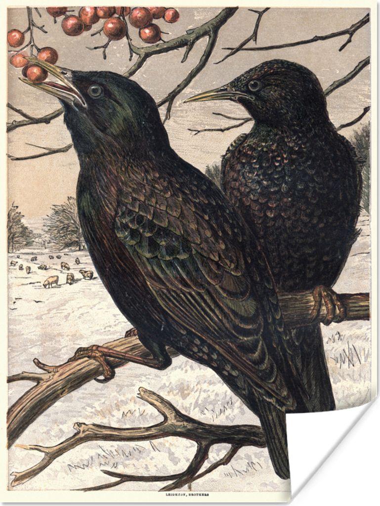 MuchoWow Poster Antiker Vogeldruck Stare 90x120 cm - Wohnzimmer
