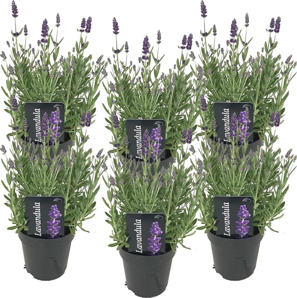 3er Set - Lavandula Angustifolia Ardèche - Lavendel Pflanze Produktbild 