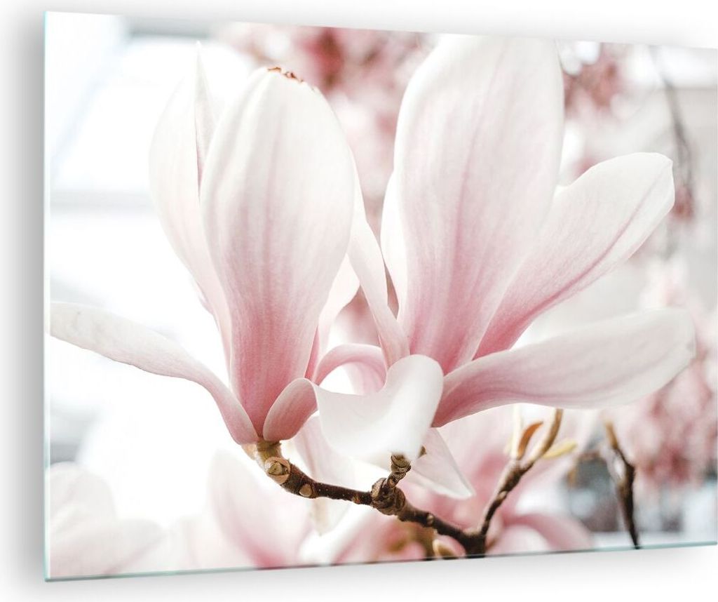 Bilder auf glas - Einteilig - Zweig Magnolie Blume - 70x50cm - Glasbilder - Wandbilder - Bilder - zum Aufhängen bereit - Wanddekoration aus Glas -...
