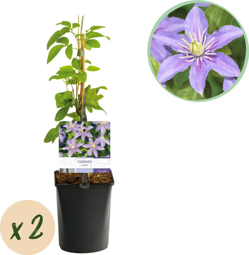 Kletterpflanze - Clematis Justa - Blüte Hellblau - Wenig Pflege - 2 Pflanzen - 30-40cm - Ø10cm - Gartenpflanze